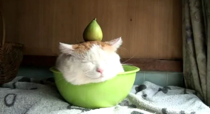 Felina nu e deranjată de nimic