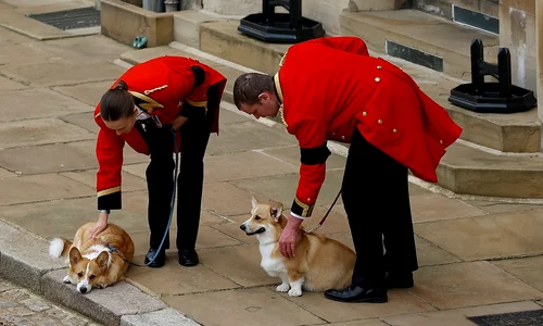 Cățeii Reginei jpg
