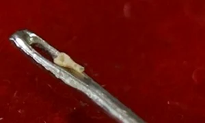 cea mai mica lingura de lemn guinness jpg