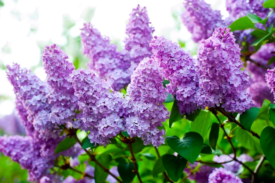 Ceaiul din flori de liliac atenuează disconfortul hepatic şi stimulează producţia de bilă.
