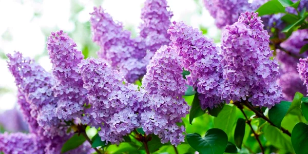 liliac aromoterapie flori Shutterstock