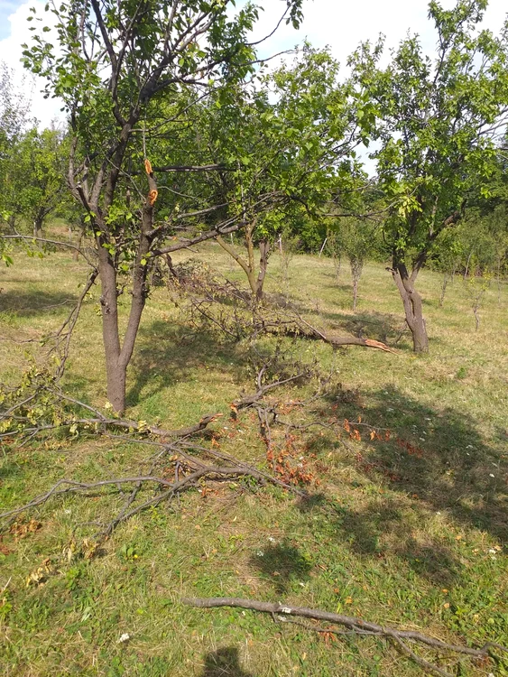 Copaci din livadă rupți de urs SURSA Nicușor Hagiu