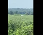 Avionul furat, la scurt timp după aterizarea forțată. Foto: WTVA 9 News