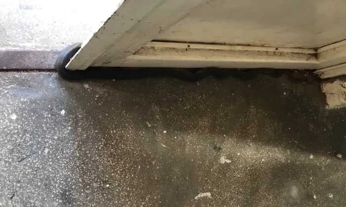 Un şarpe a intrat în blocul din Târgu Jiu