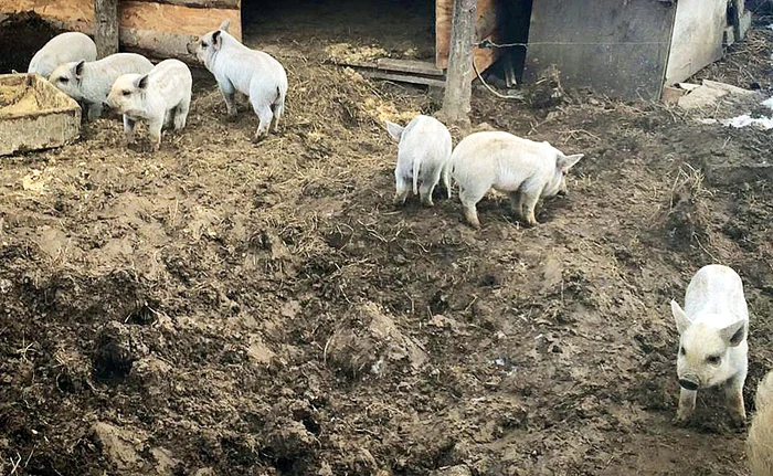 Vlad Miriţă are 50 de porci la ferma lui de lângă Târgovişte