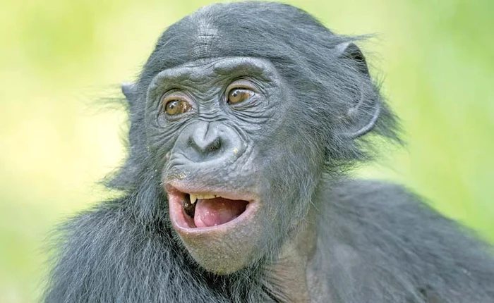 
    Gabriela-Alina Sauciuc, de la Universitatea din Lund, laureată pentru o idee mai mult decât trăsnită  