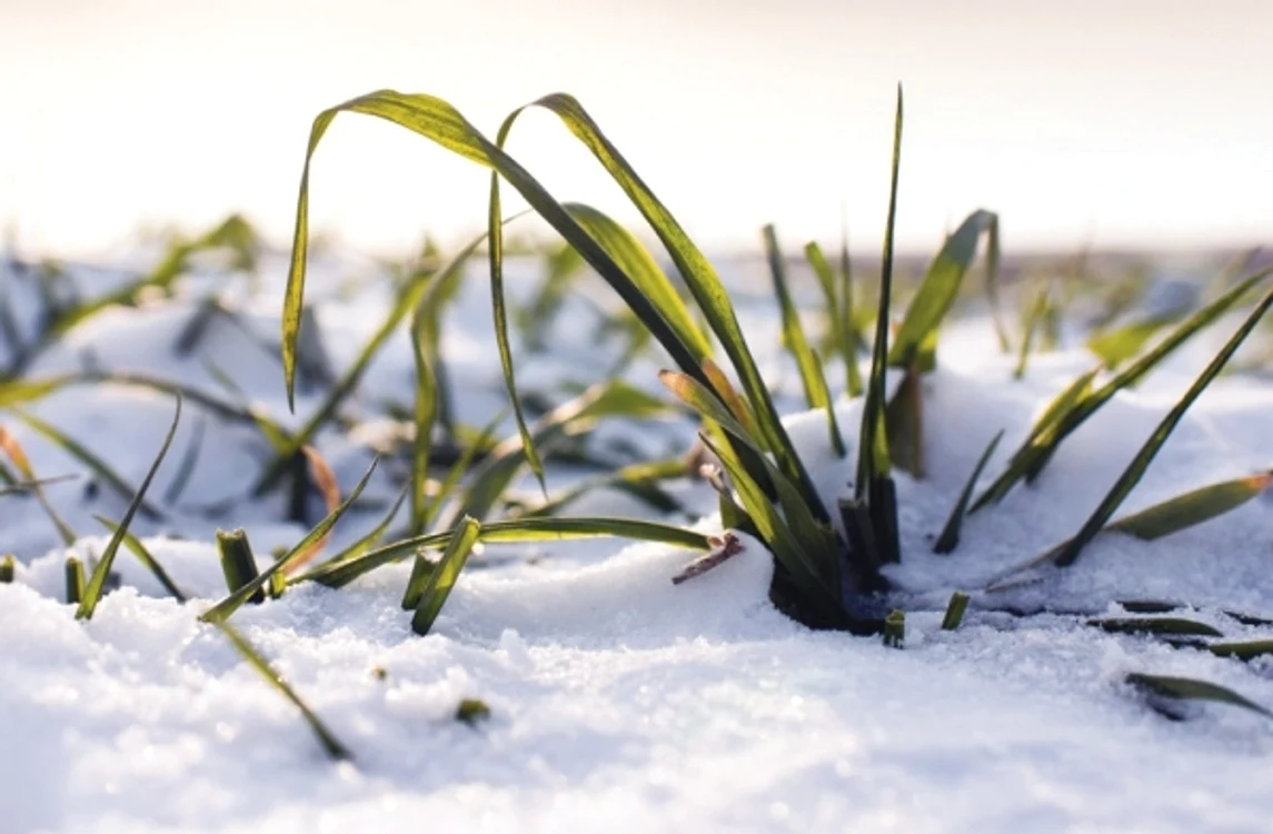 Grau sub zăpadă Sursa foto: Shutterstock