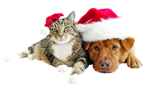 1 46884 original jpg jpeg