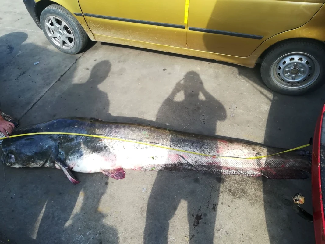 peste record. presasm.ro