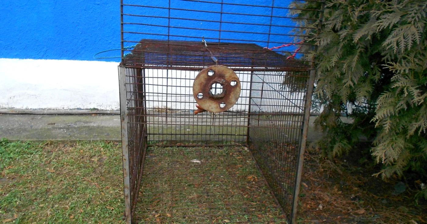 Reprezentanţii Primăriei Târgovişte anunţă luarea de noi măsuri după ce numărul maidanezilor de pe străzile municipiului pare din ce în ce mai mare