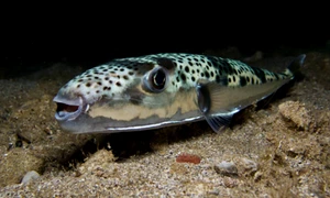 peste toxic istock jpg