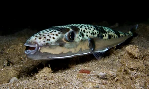 peste toxic istock jpg