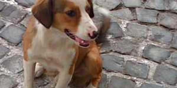 Caramel, noul membru al familiei Băsescu
