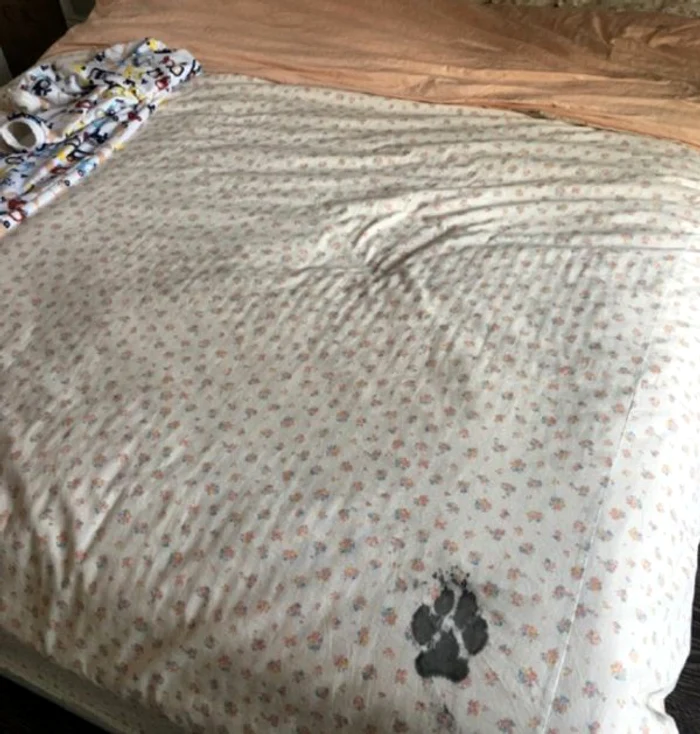 Câinele s-a retras rapid de pe patul stăpânilor