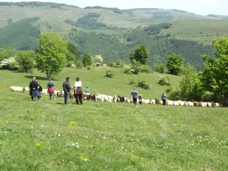 măsuratul oilor la podeni-mehedinti FOTO Alexandra Georgescu