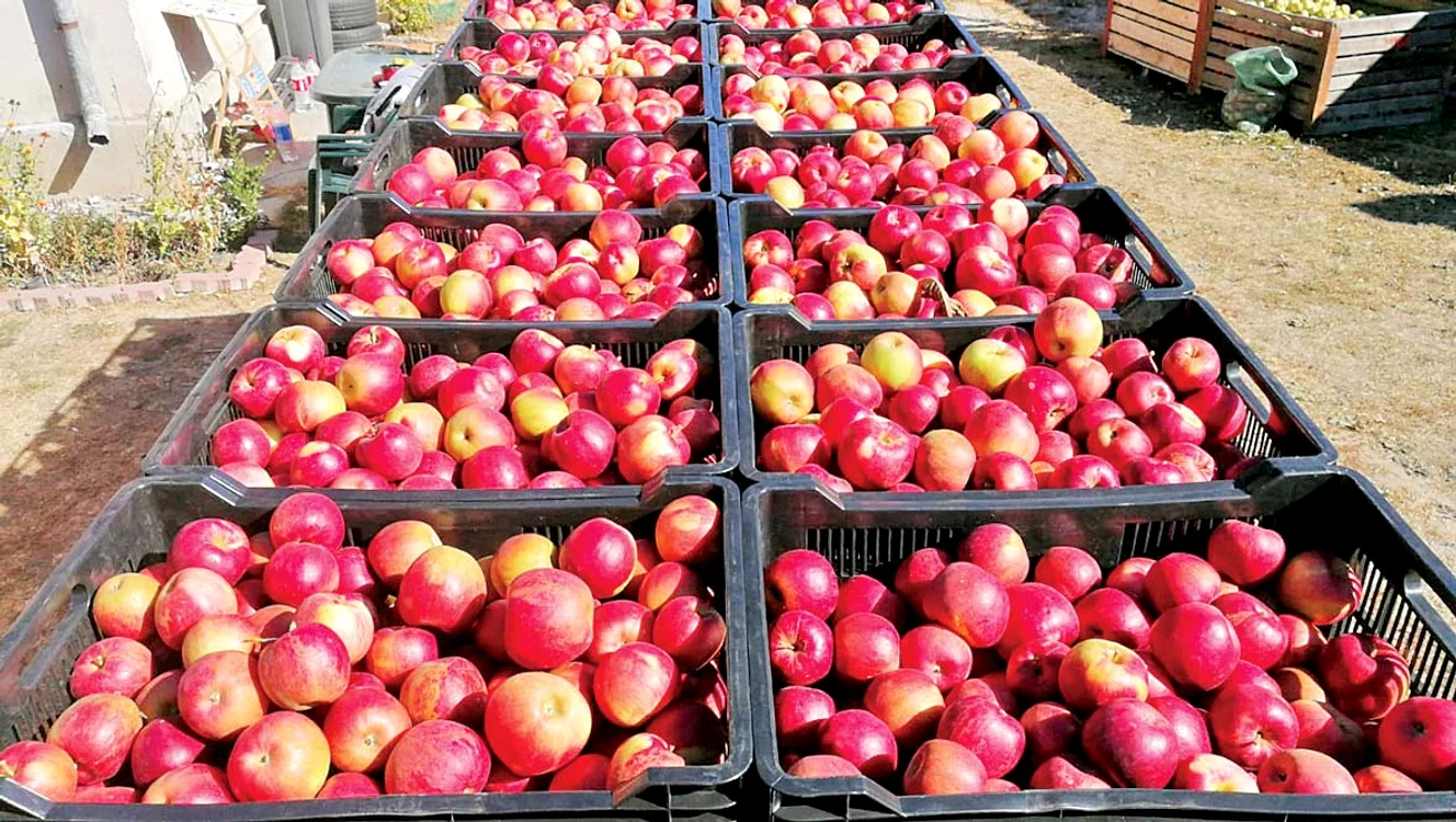 Fructele de Voineşti pot fi găsite şi în supermarketuri, nu doar în pieţe