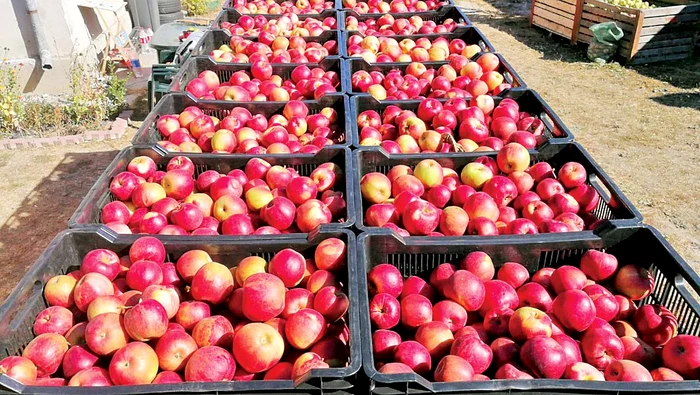 Fructele de Voineşti pot fi găsite şi în supermarketuri, nu doar în pieţe
