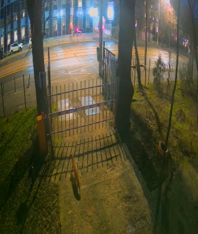 Vulpile au apărut în centrul Capitalei, la Muzeul Antipa