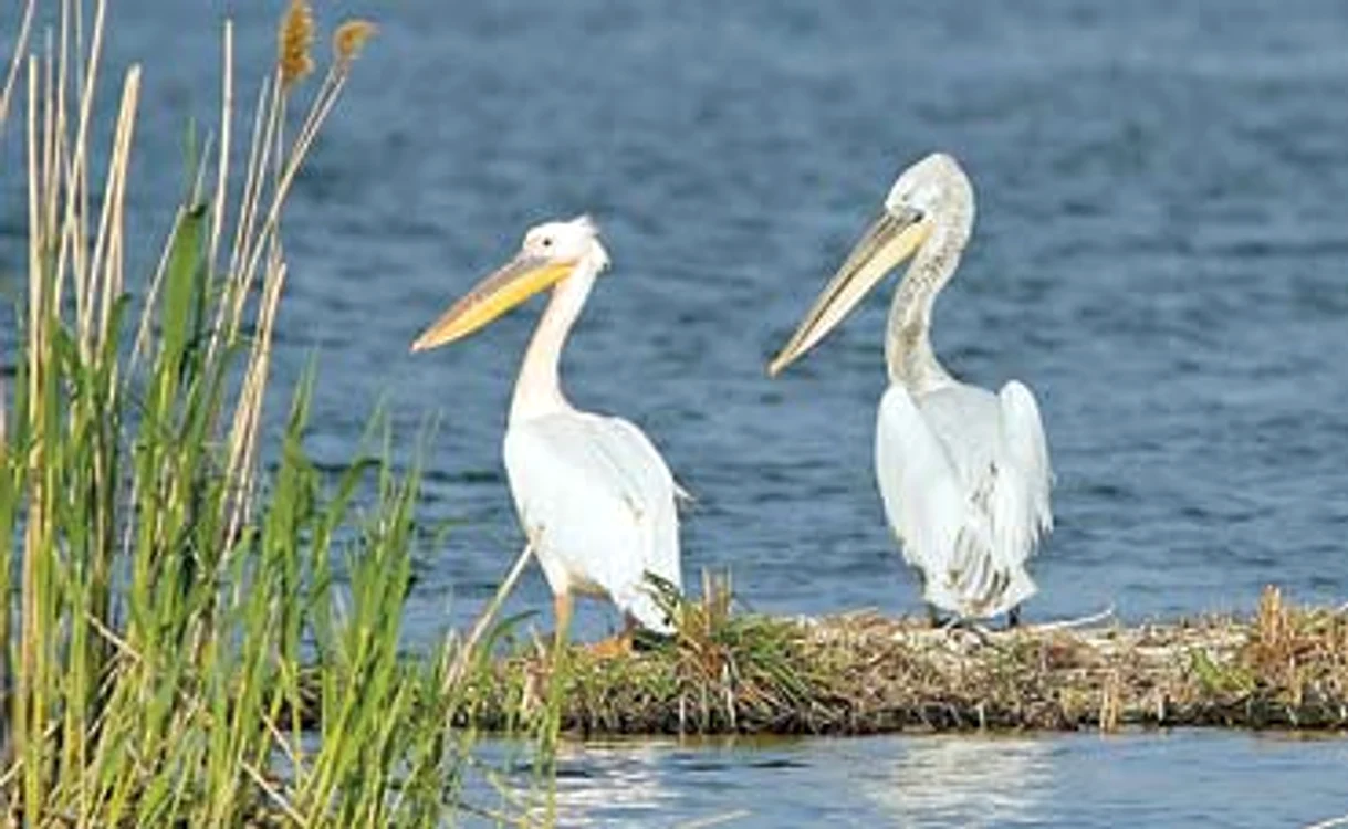 
    Pelican comun (stânga), alături  de un pelican creţ, mult mai rarFoto: Daniel Petrescu  