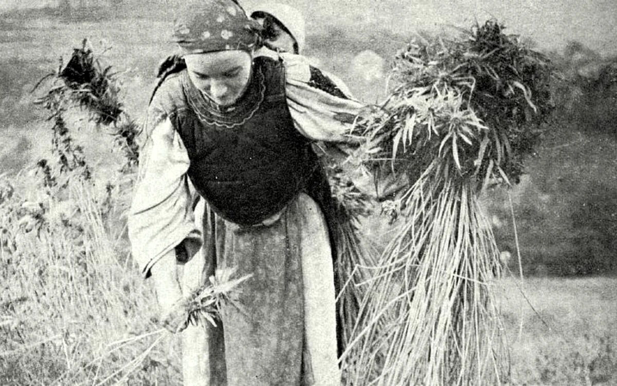 Cânepa, cultivată în trecut în Alun. Sursa: Romulus Vuia, „Portul popular al pădurenilor” (1960)
