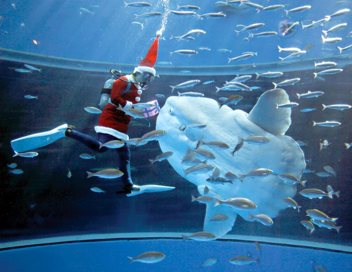 
    Hakkeijima Sea Paradise din  Yokohama (Tokyo, Japonia).  Un peşte Mola Mola şi delfinii se  apropie curioşi de cadoul Moşului  