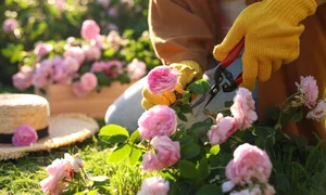 Trandafirii vor fi plini de flori daca ii ingrijesti asa in septembrie  Sursa foto shutterstock 2210209051 jpg
