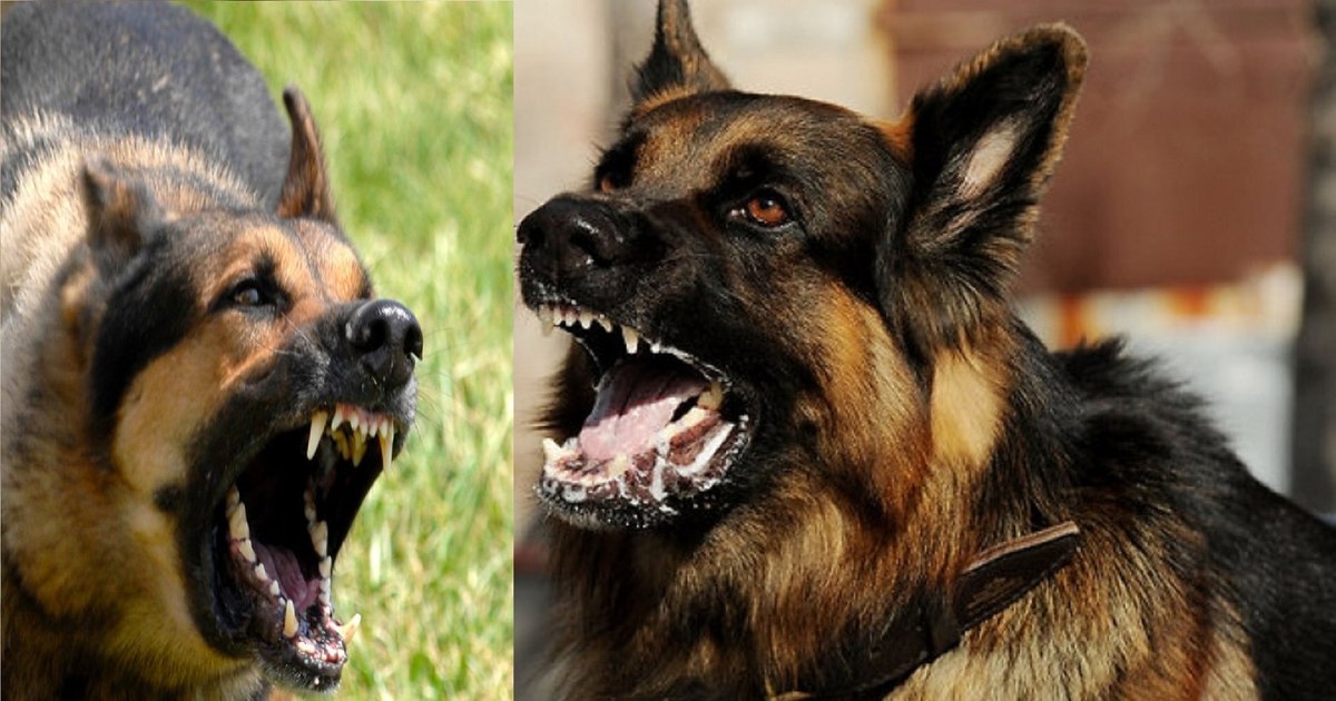 Bărbat atacat de câini în Cluj, și-a salvat fiica de 6 ani purtând-o pe umeri