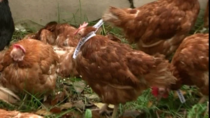 Găinile au la gât bileţele cu mesajul