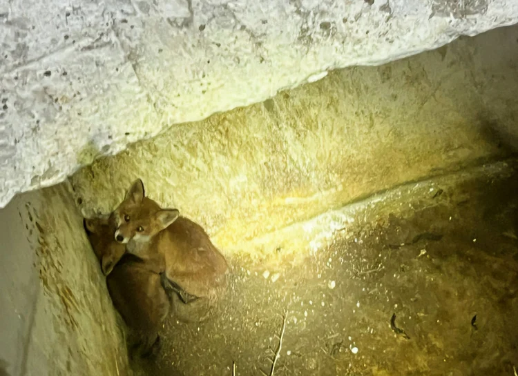 Doi pui de vulpe salvați de pompieri dintr-un canal dezafectat în Giurgiu FOTO: ISU Giurgiu