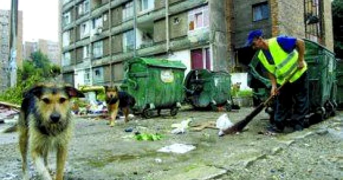 Hunedoara: Fochiştii, drumarii şi hingherii sunt la mare căutare în judeţ