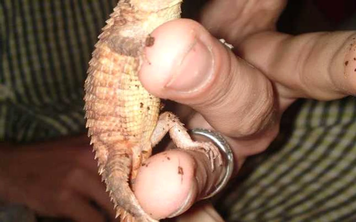 zoo in apartament baia mare
