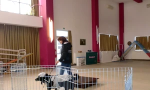 Mode la căței jpeg