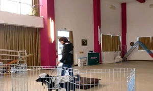 Mode la căței jpeg