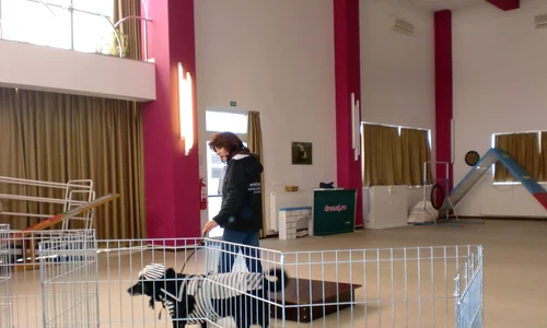 Mode la căței jpeg