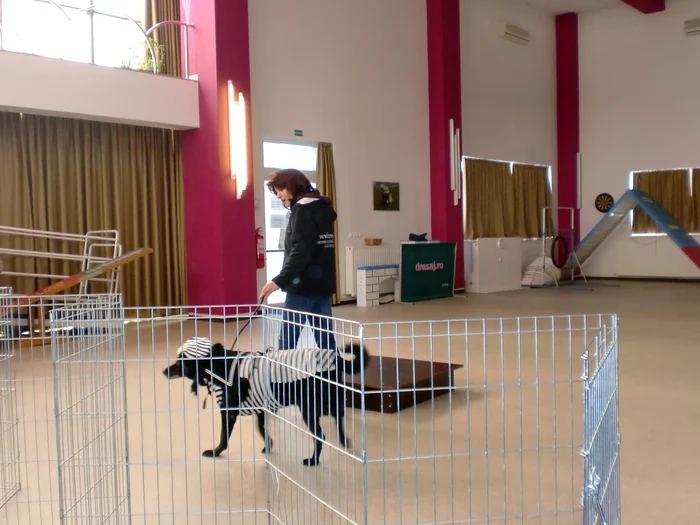 Mode la căței jpeg