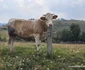 Drumul Cerbăl   Feregi din Poiana Răchițelii  Foto Daniel Guță ADEVĂRUL (32) jpg