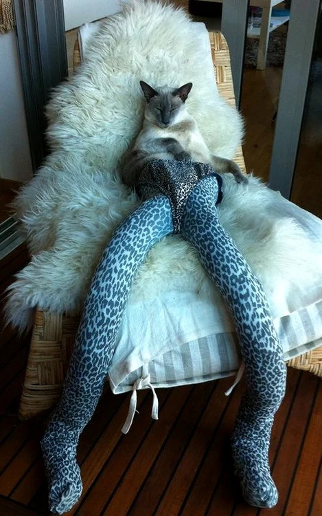 Meowfit