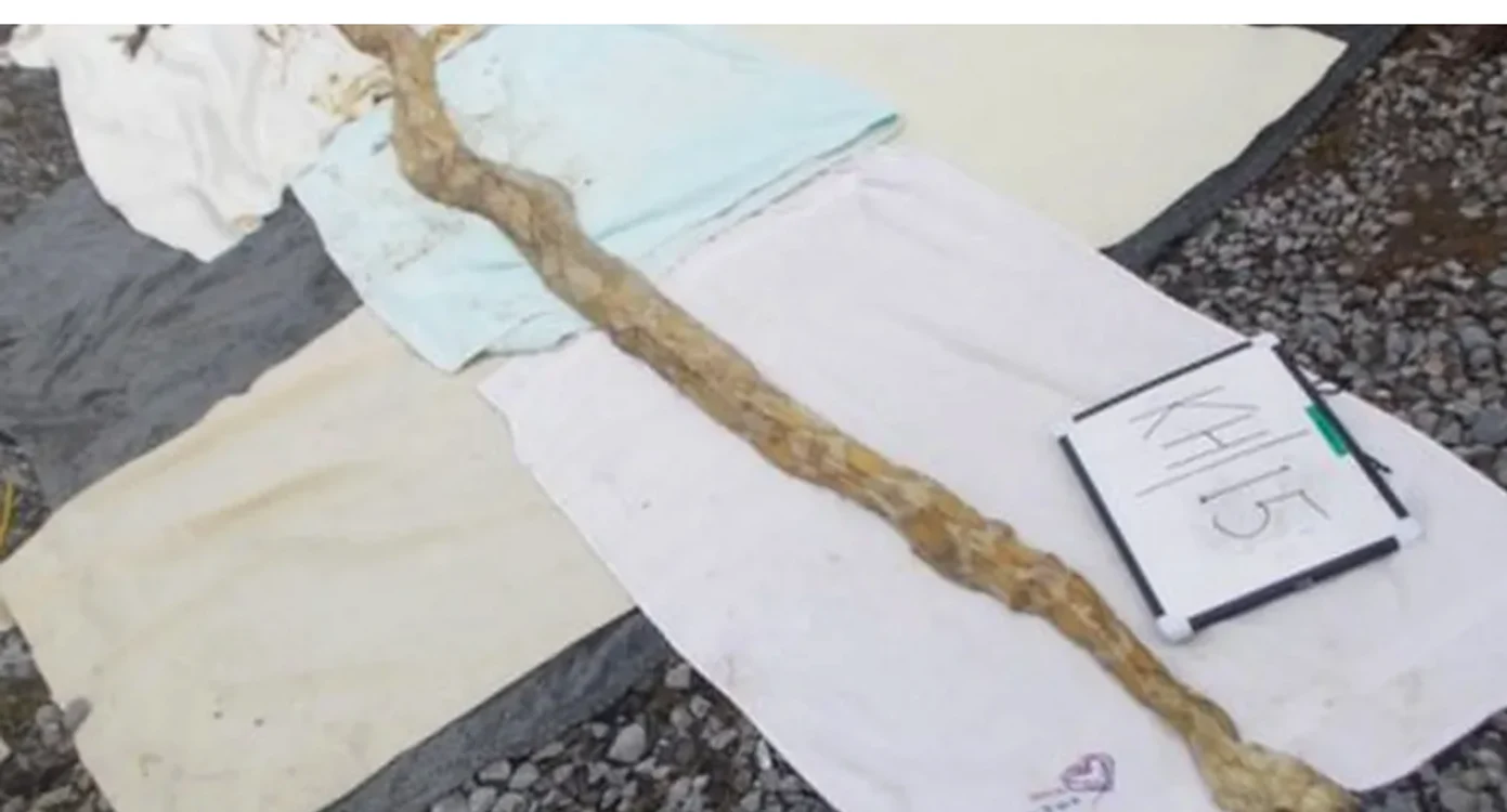 Boa constrictor de 5 metri mort, printre alte exemplarele fără viață. FOTO RSPCA