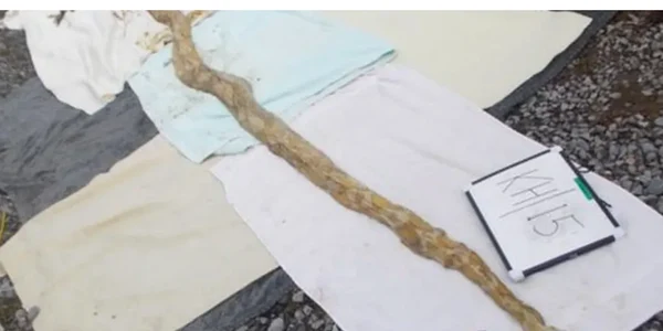Boa constrictor FOTO RSPCA png