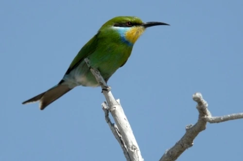 1 61013 original jpg jpeg