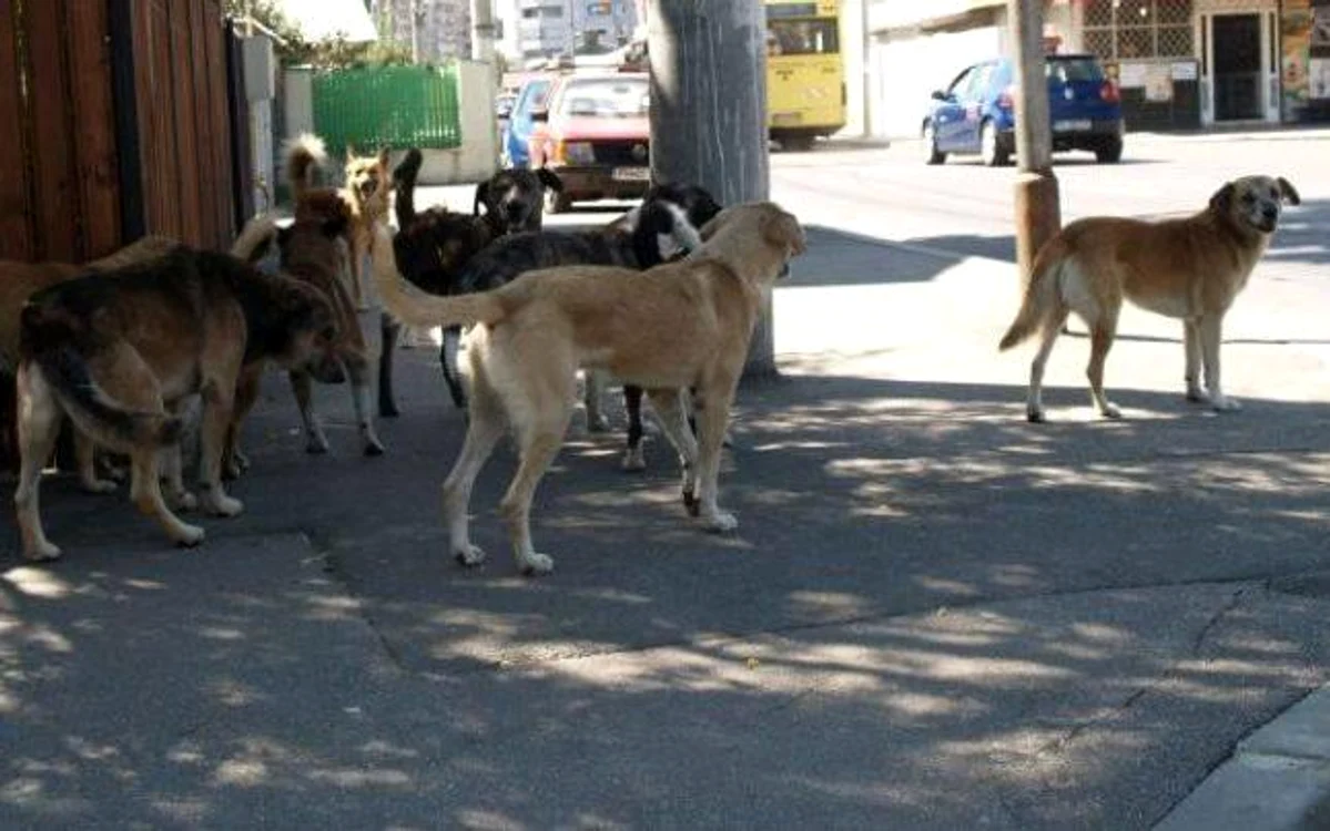 Un copil de 11 ani din Harghita a murit după ce a fost atacat de câini FOTO Arhivă