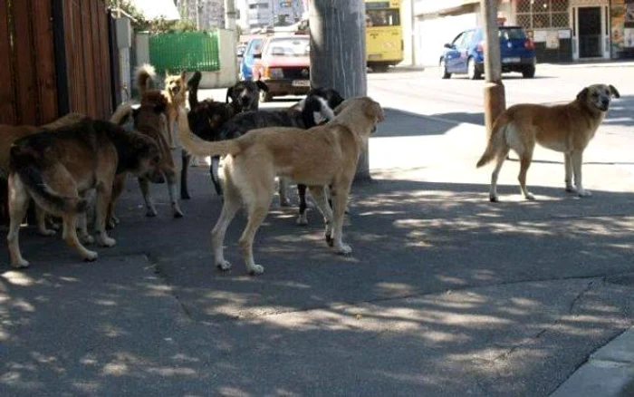 Un copil de 11 ani din Harghita a murit după ce a fost atacat de câini FOTO Arhivă