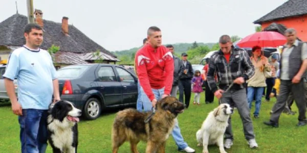 parada canina