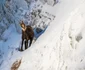 Parcul Naţional Cozia prin obiectivul fotografului de natură şi wildlife Daniel Mîrlea Foto FB Daniel Mîrlea