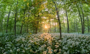 Usturoi sălbatic  Foto Jonathan Sautter  Pixabay jpg