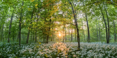 Usturoi sălbatic  Foto Jonathan Sautter  Pixabay jpg