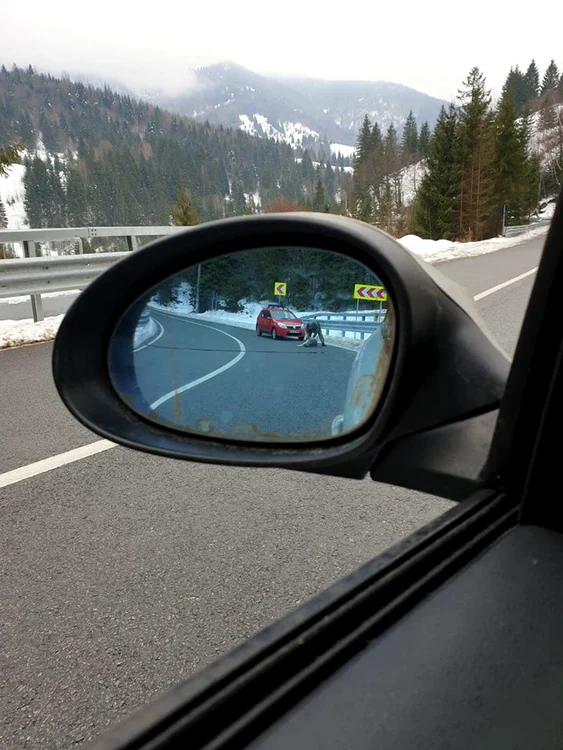 În imagini se poate observa cum cățelul este ridicat de făptaș