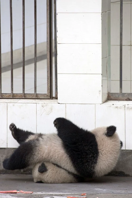 Un urs panda a vrut să evadeze, dar nu i-a ieşit! (foto: Caters)