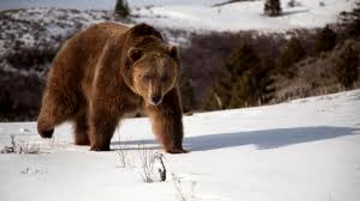 
    Când ursul a ieșit din bârlog vine primăvara  