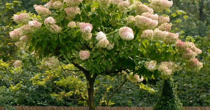 hortensia hydrangeea macrophylla